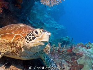 One of the many green turtles in Sipadan by Christian Nielsen 